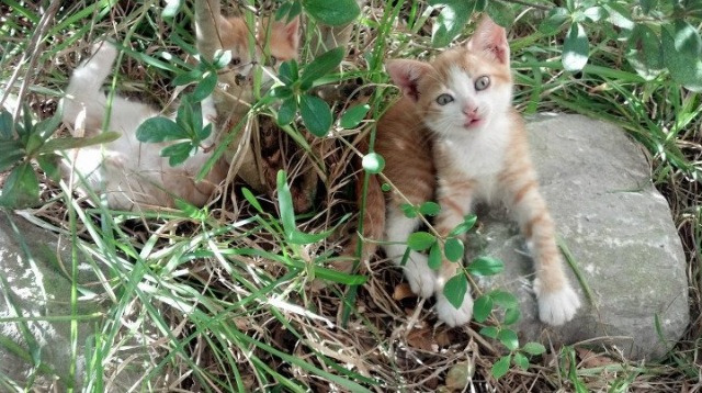 门神启示录，从库尔图瓦的火热状态看挪威奇迹般的里昂翻盘