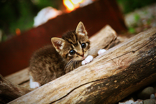 穿越战火！哈兰德友谊赛双响，巴萨3-2险胜塞维利亚