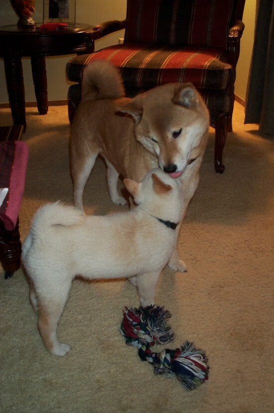 爱游戏大厅-300秒改写30年，冰封权杖在烈焰中重生