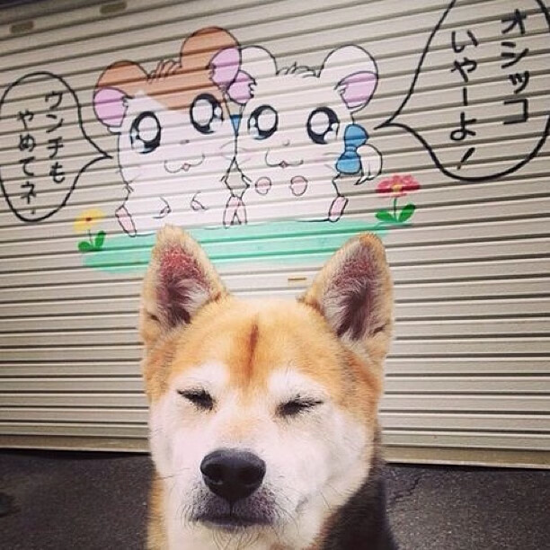 经典重演，布雷默高能输出全记录，爱尔兰剑指冠军之路