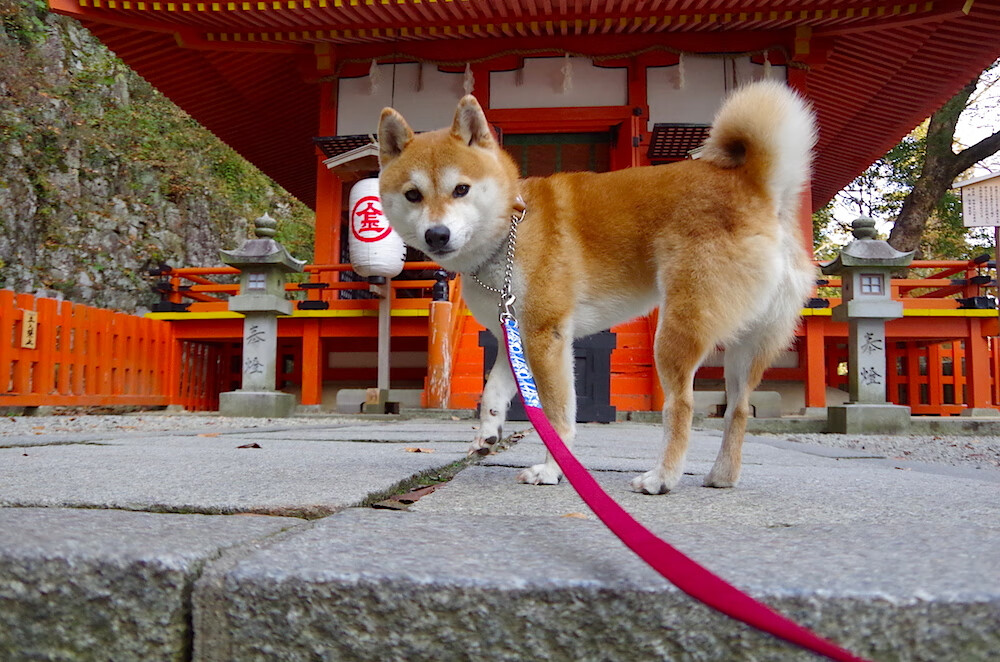 爱游戏入口-极速攻防，F1街道赛道的抢位与雄鹿单节攻势的艺术