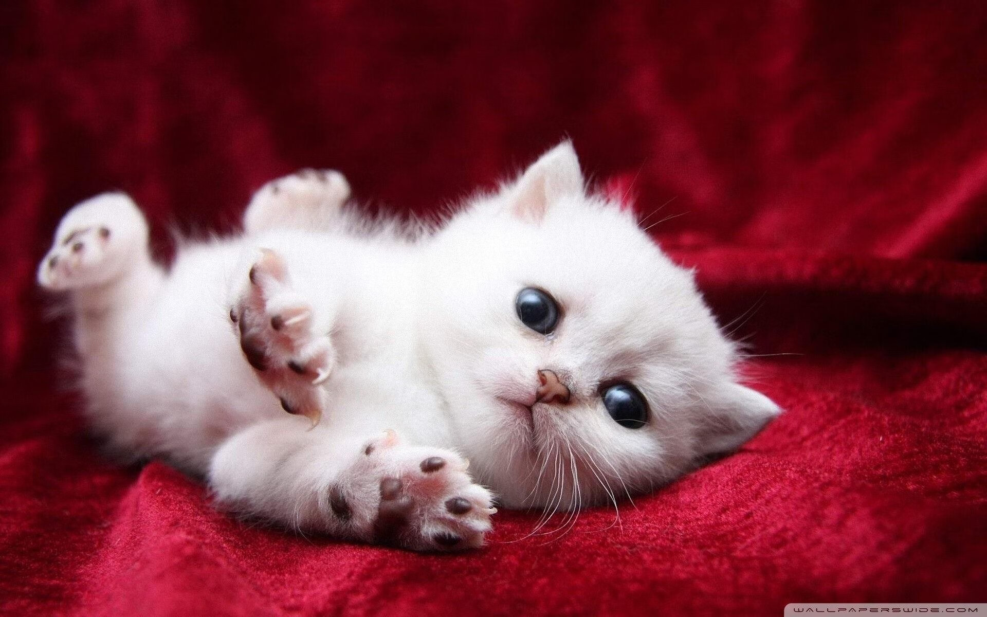 爱游戏官网-改写篮球宇宙，凯尔特人客场决胜局破防北京，切特攻防两端定义篮球外星人