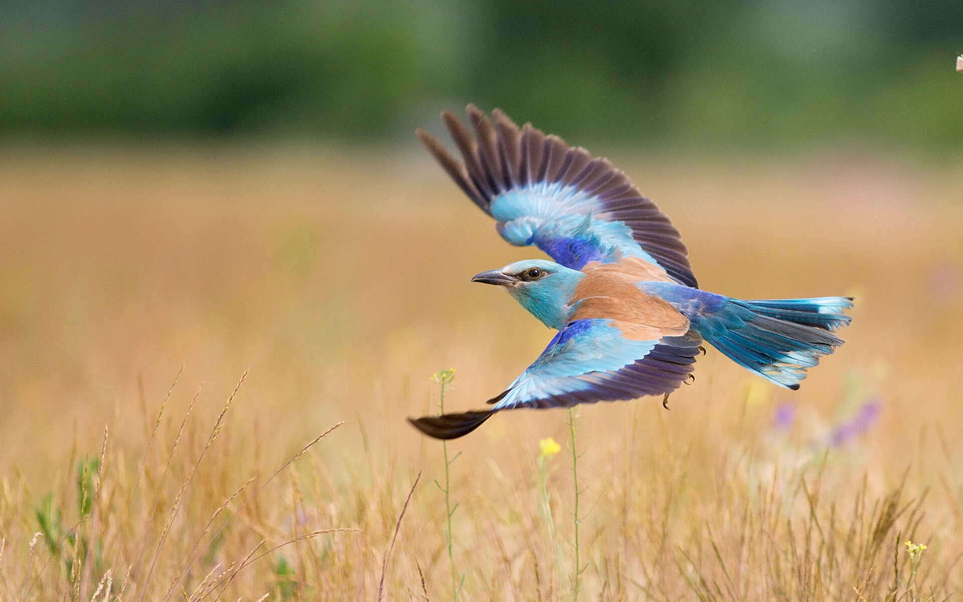 爱游戏官网-封锁魔术师，继承大心脏，伦纳德如何以钢铁意志在新时代续写关键战传奇
