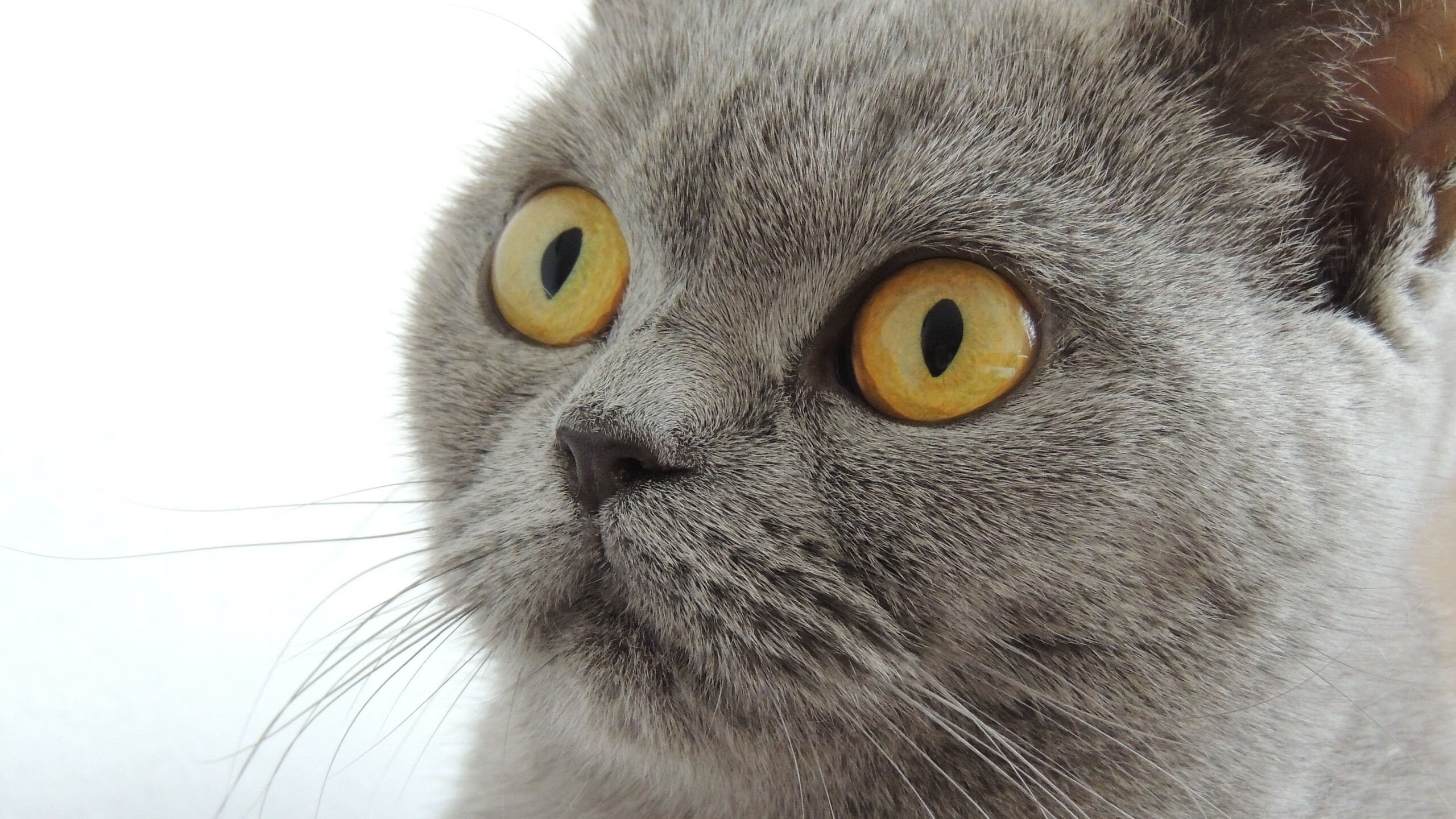 蜂起云涌,哈利伯顿30+15统治攻防,快船四巨头黯然失色