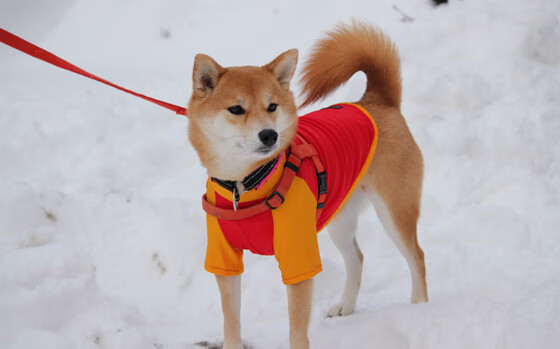 智利力克冰岛,罗德里戈的关键先生时刻闪耀赛场