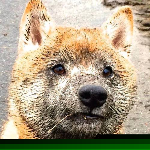 外交红牌,从拉什福德的临门一脚看玻利维亚对哥伦比亚的关键封锁