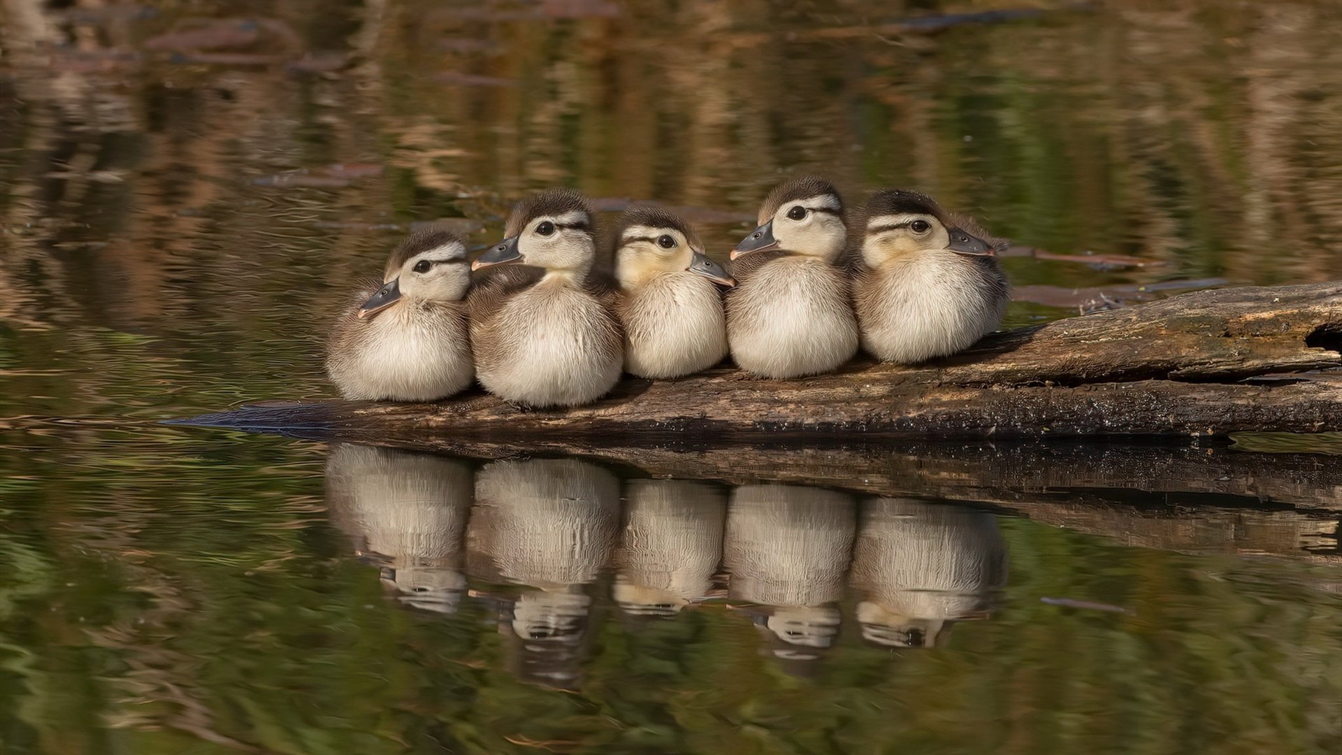 爱游戏娱乐-锁定冠军的一夜，浓眉全程高能输出