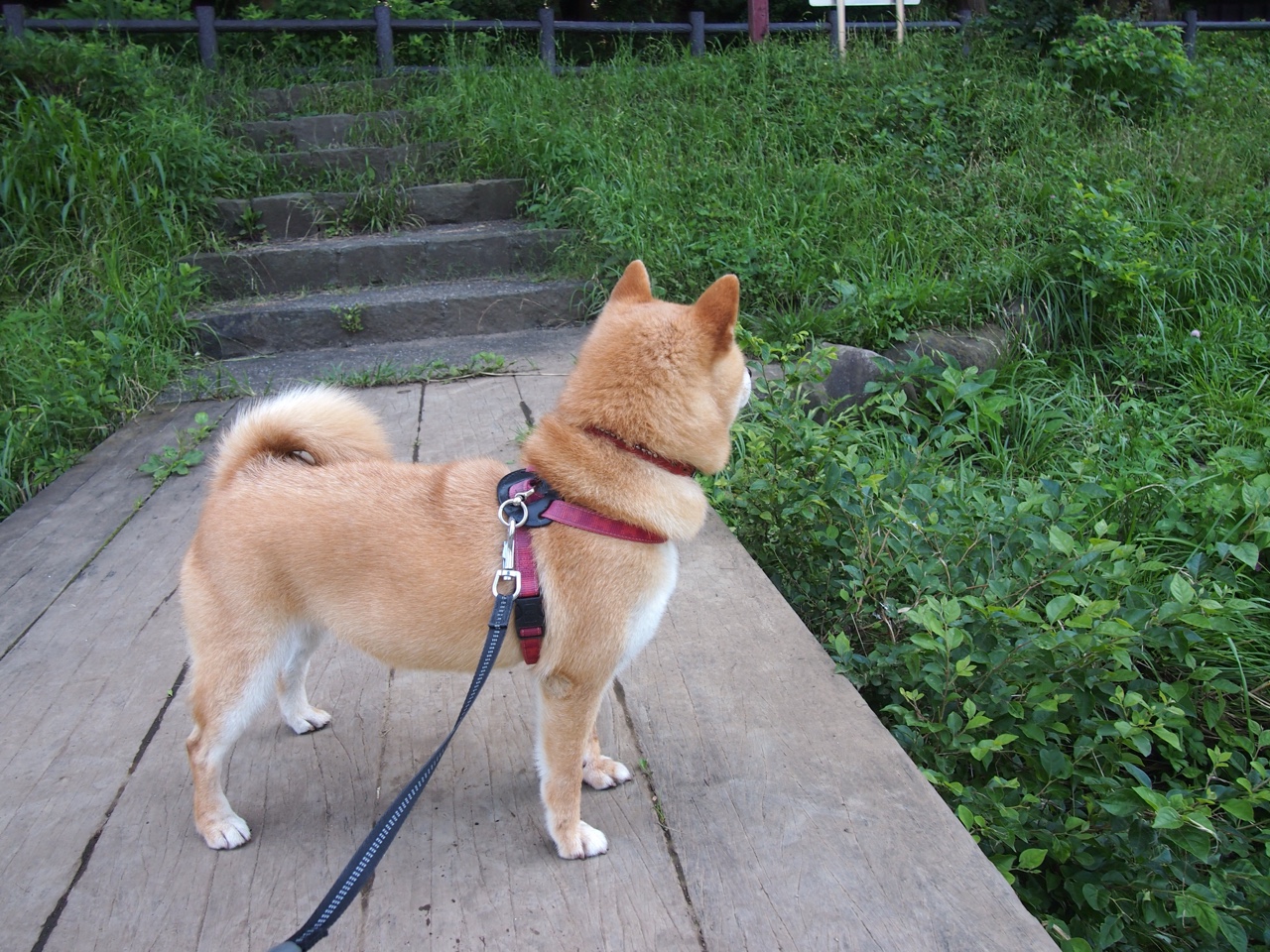 莱万双响炮难掩失落,摩洛哥压哨绝杀威尔士点燃足球之夜